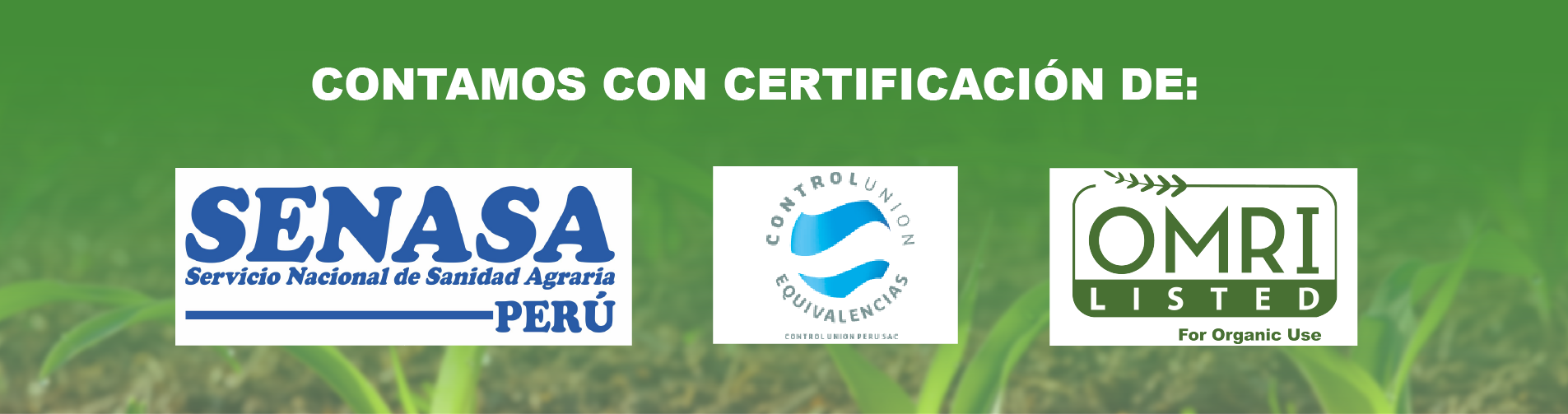 PAGINA WEB INSECTOS-04