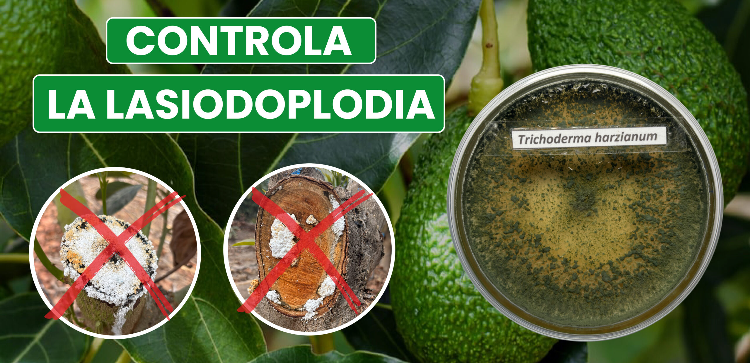 trichoderma-20