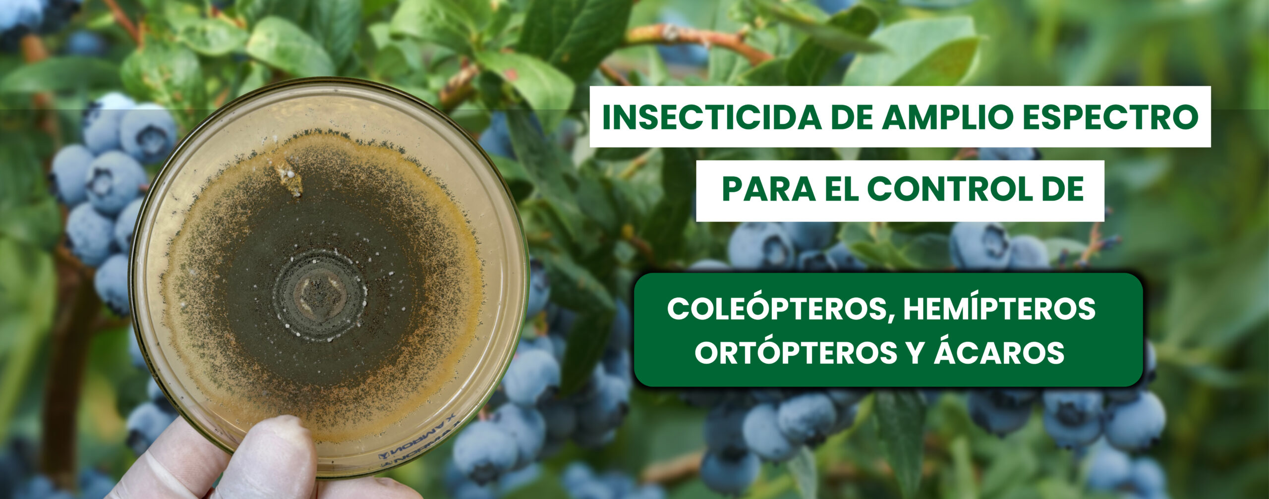 WEB BIO_Mesa de trabajo 1