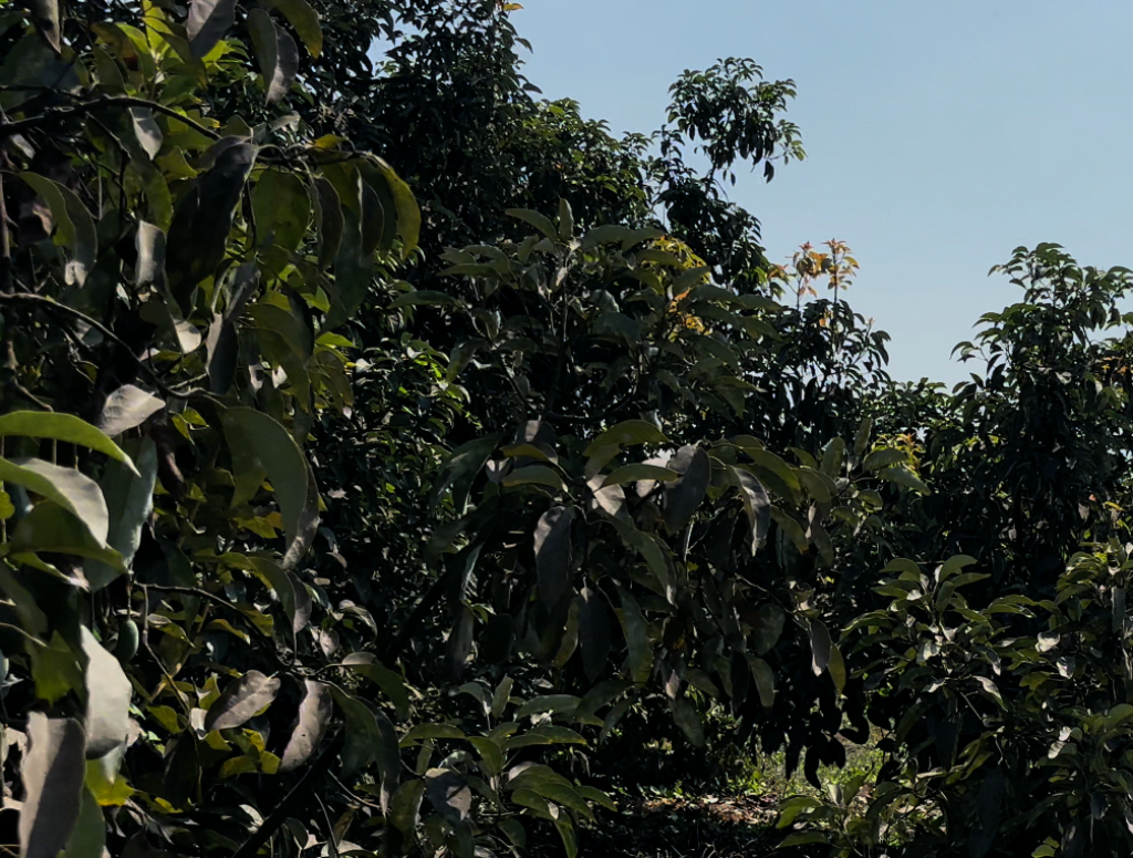 Captura de pantalla 2026-01-28 110417
